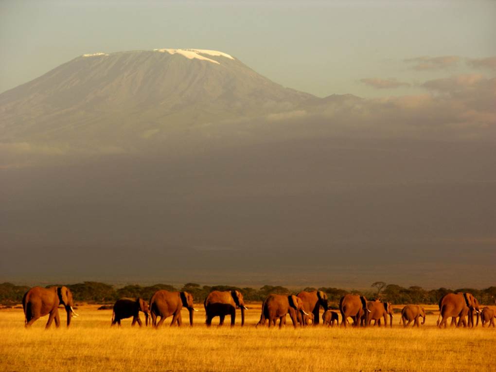 Elefantes a los pies del Kilimanjaro